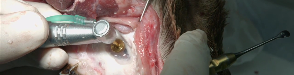 Image representing Dr Michael Norton ‘Complications during sinus lift’ Geistlich Symposium
